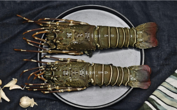 Fresh Lobster